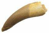 Fossil Plesiosaur (Zarafasaura) Tooth - Morocco #249599-1